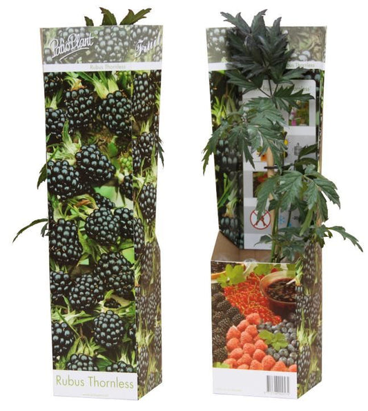 Thornless Blackberry Plant – توت أسود بدون شوك