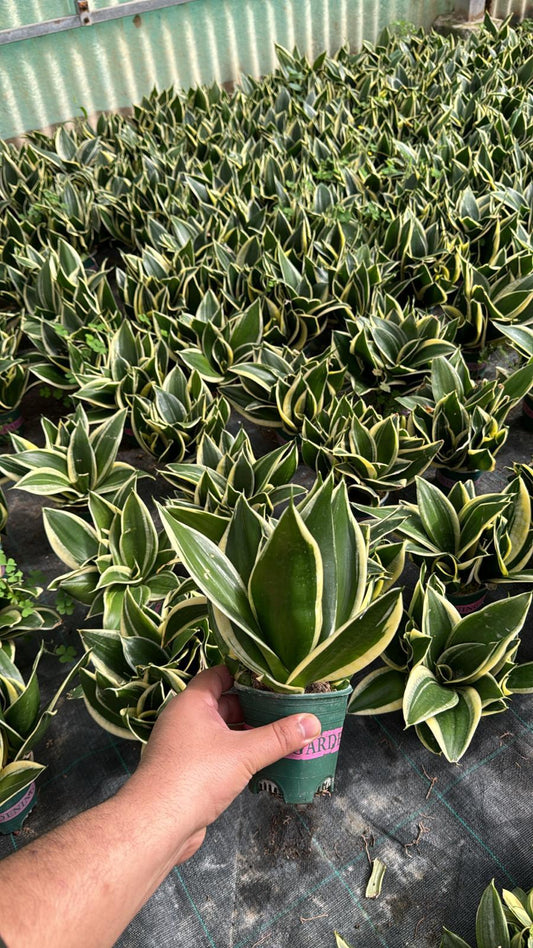 Sansevieria Lotus Hahnii – Snake Plant | نبتة داخلية