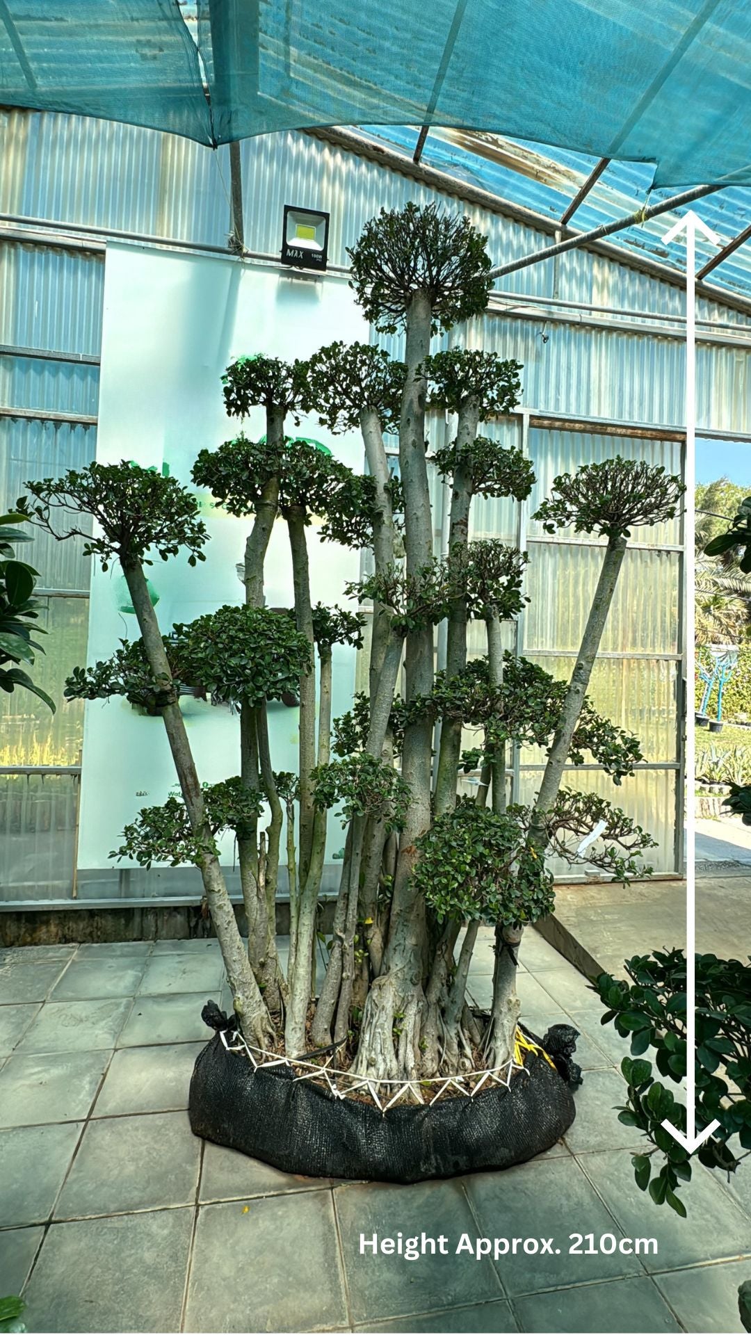 Bonsai Ficus Microcarpa Tree - Indoor Plant - شجرة بونساي