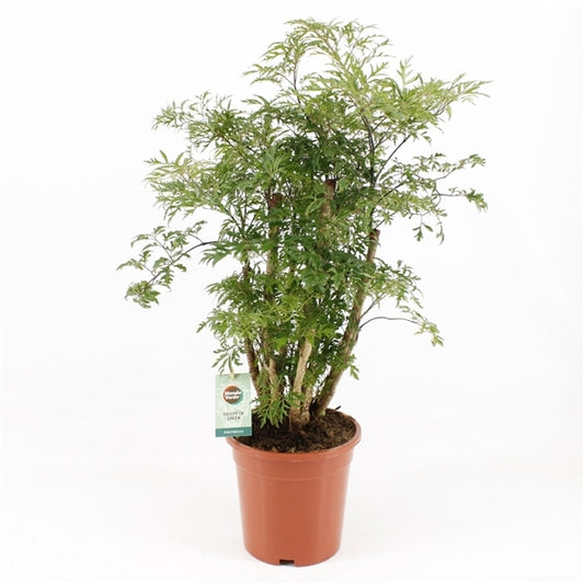 Polyscias Hawaiiana Ming showcasing its intricate, delicate foliage and graceful upright growth habit, displayed in an indoor setting.