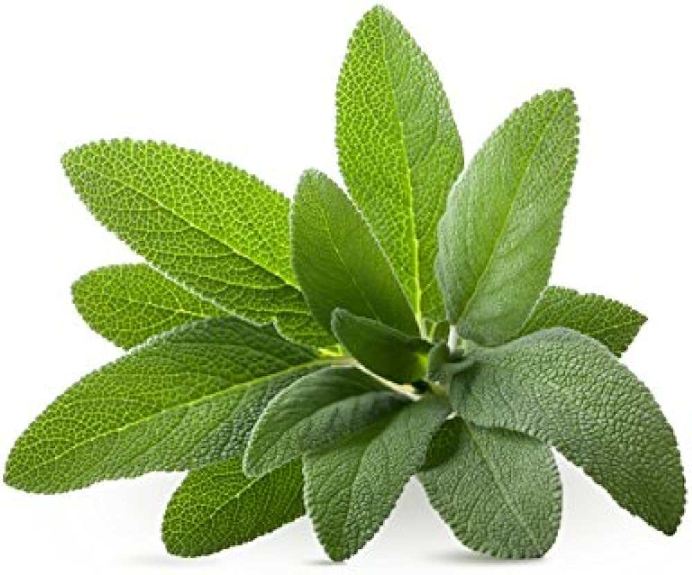 Sage Seeds - Organic Garden Seeds - بذور المريمية