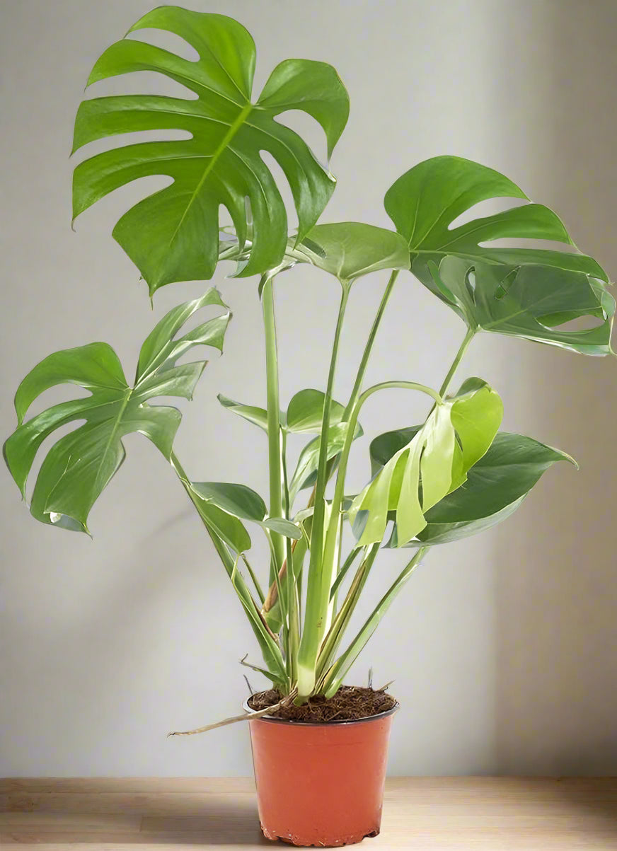 Monstera Delicios...