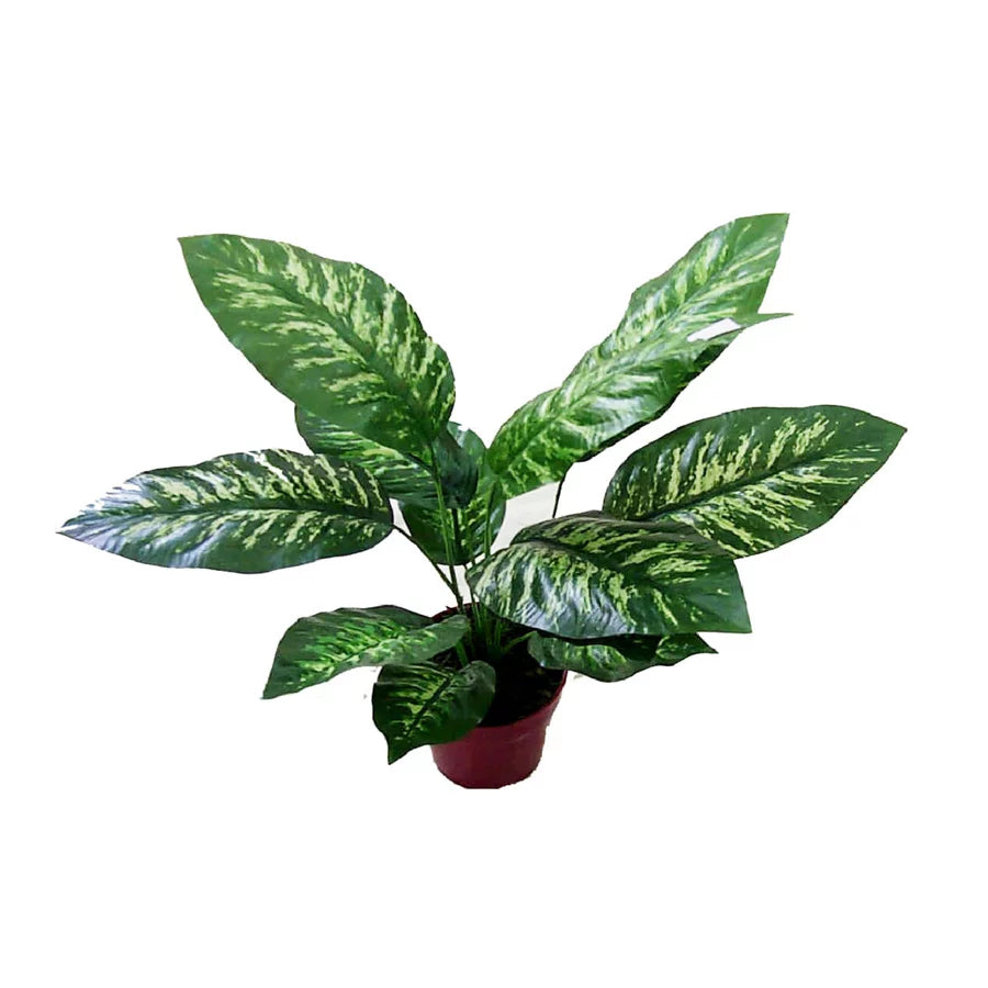 Dieffenbachia - Dumb Cane- Artificial Plant