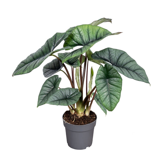 Alocasia Platinum - Rare Indoor House Plant - نبات داخلي