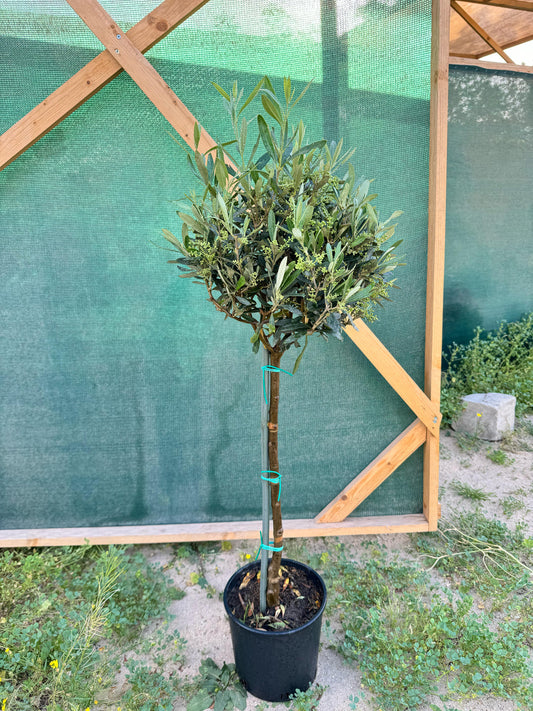 Olive Tree Lifestyle Setup