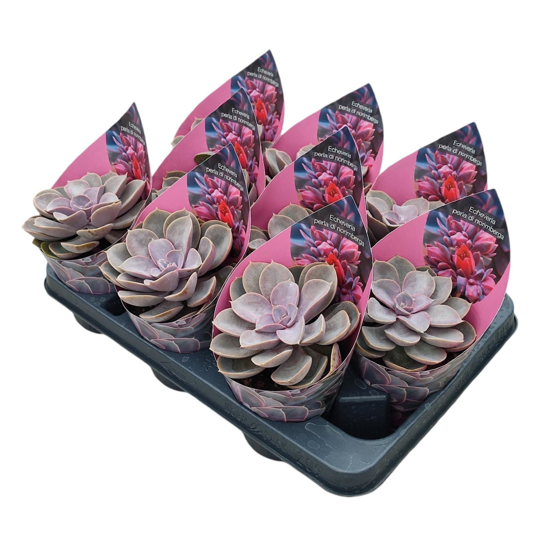 Echeveria Perle V...