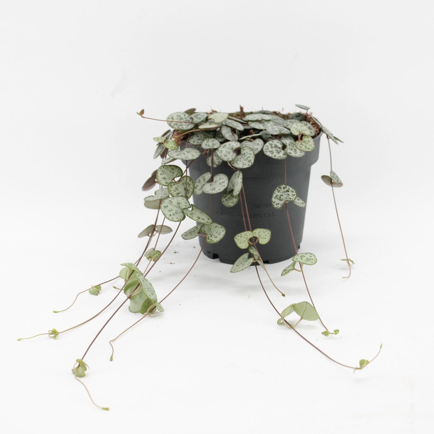 Ceropegia Woodii - String of Hearts Plant – Indoor House Plant | نبات داخلي