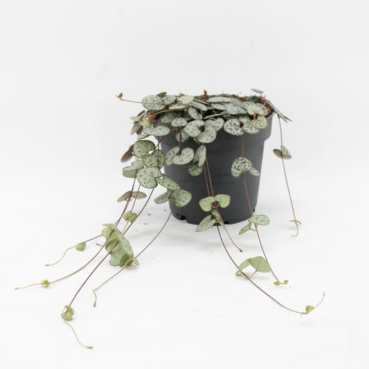 Ceropegia Woodii String of Hearts - Centered Window Natural Daylight