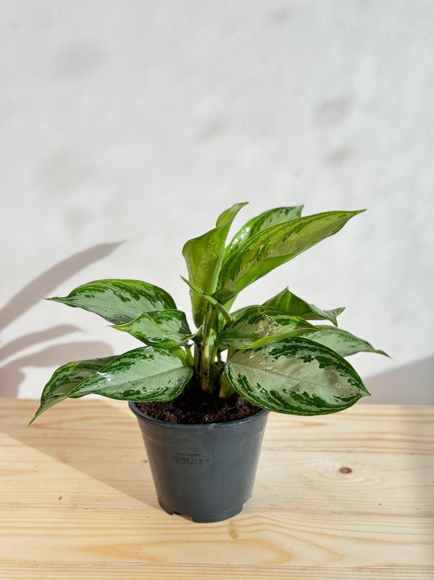 Aglaonema Silver Bay - Indoor House Plant - نبات داخلي