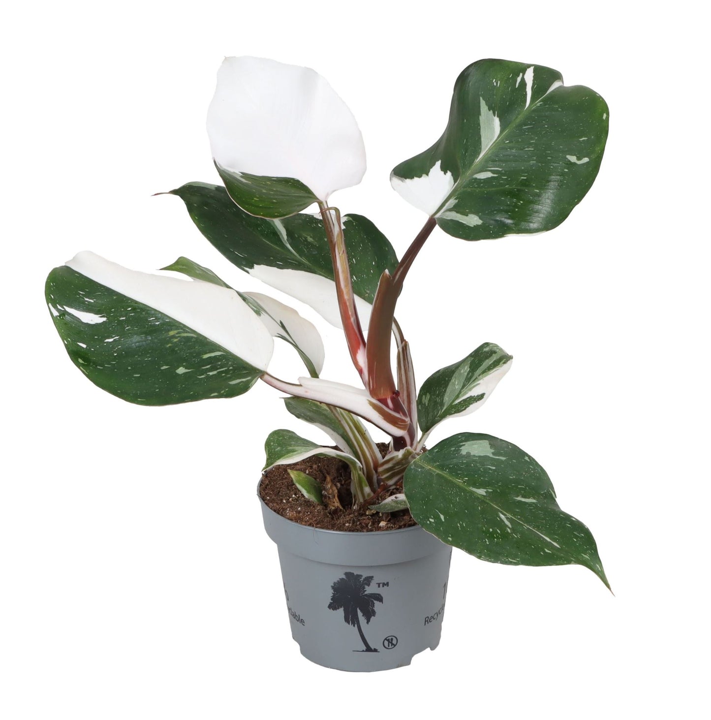 Philodendron White Knight - Indoor House Plant - نبات داخلي