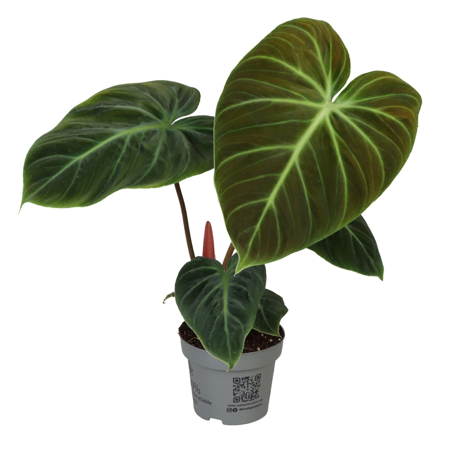 Philodendron El Choco Red- Indoor House Plant - نبات داخلي