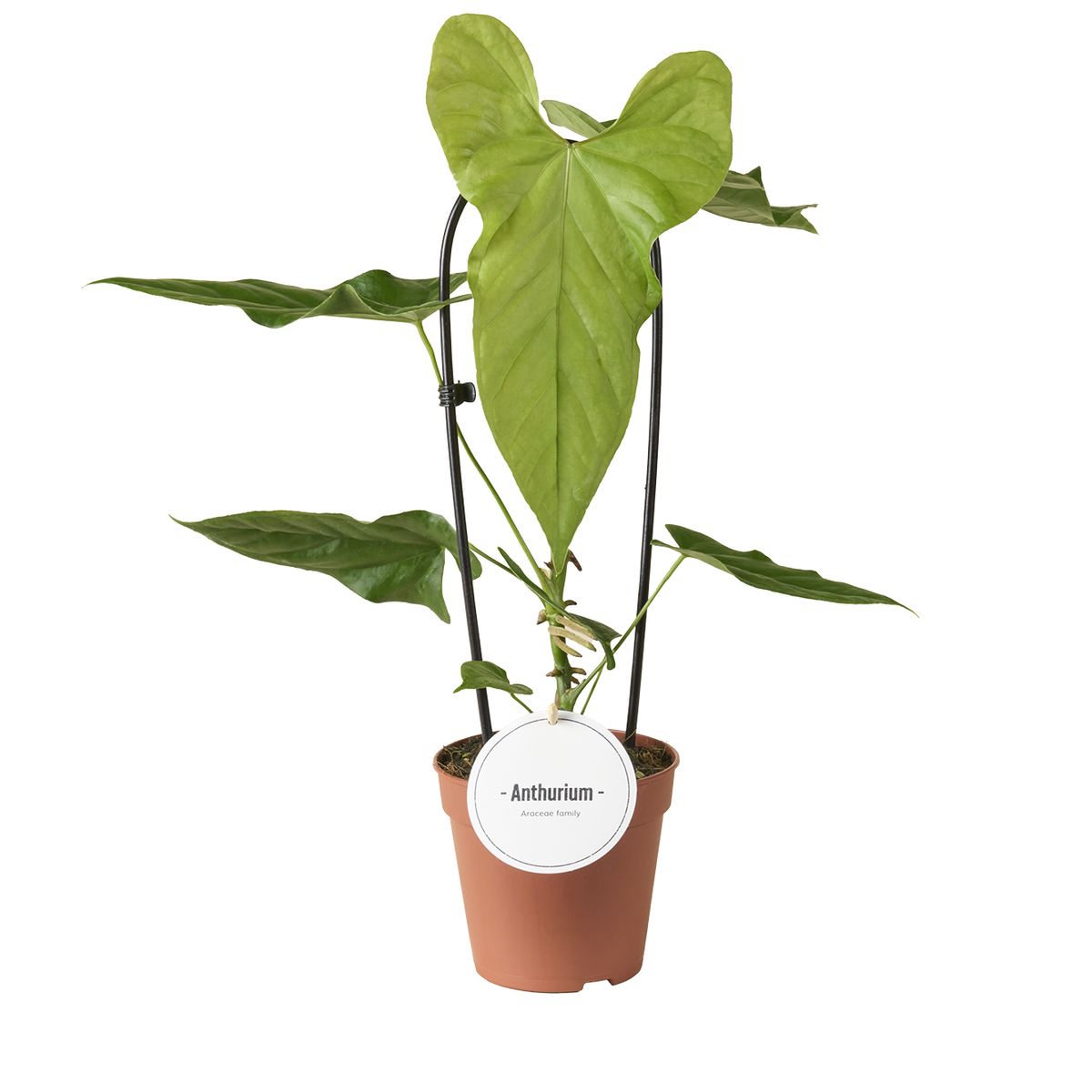 Anthurium Balaoanum - Rare Indoor House Plant - نبات داخلي