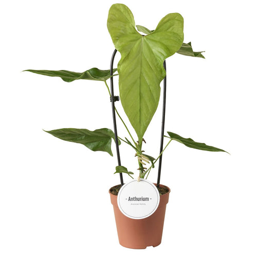 Anthurium Balaoanum - Rare Indoor House Plant - نبات داخلي