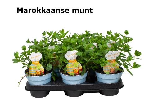 Organic Maroccan Mint Plant - نبات النعناع المغربي