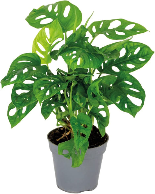 Monstera Obliqua Monkey Leaf - Indoor House Plant - نبات داخلي