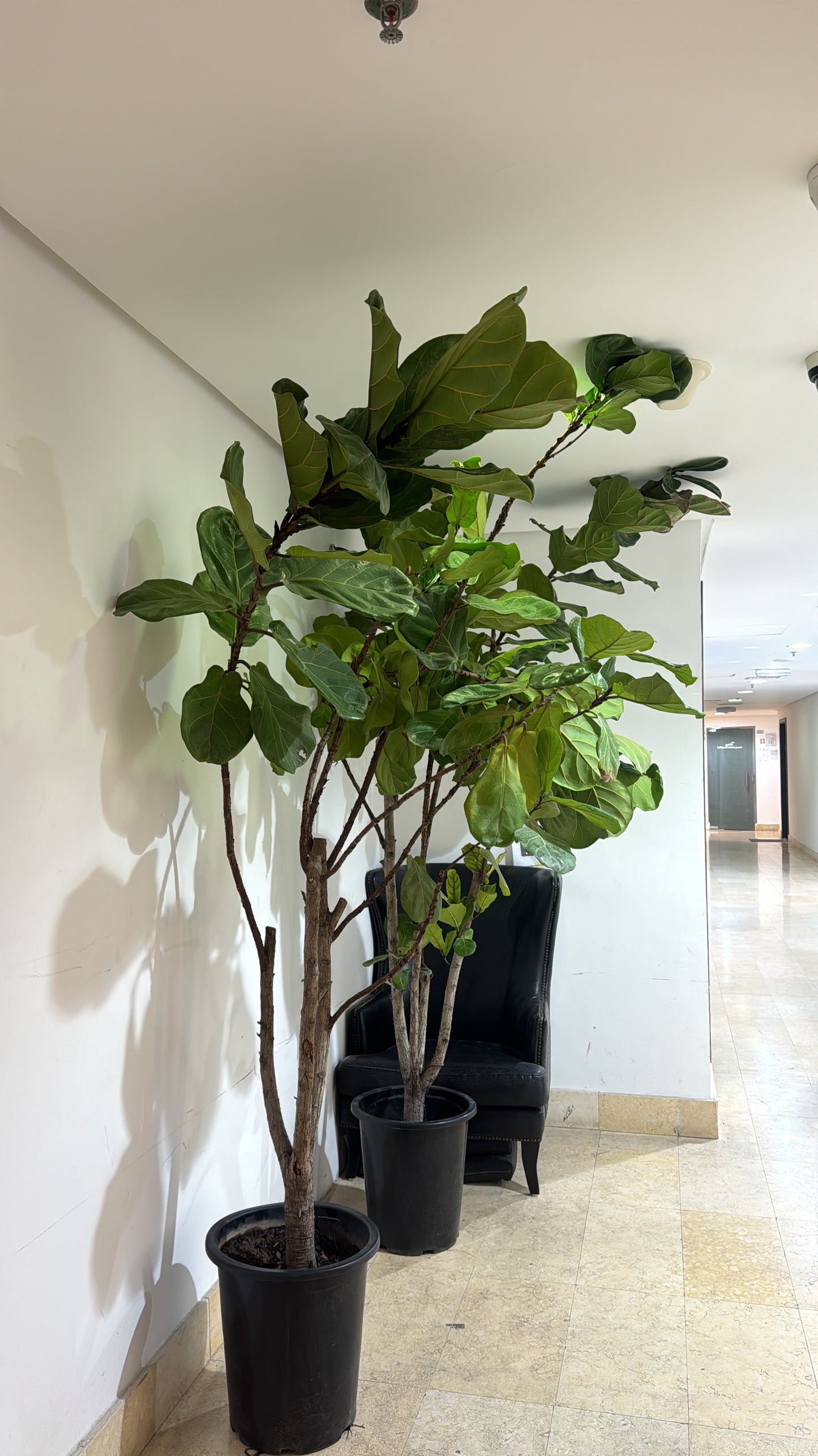 Ficus Lyrata - Fiddle Leaf Fig Tree (250cm)