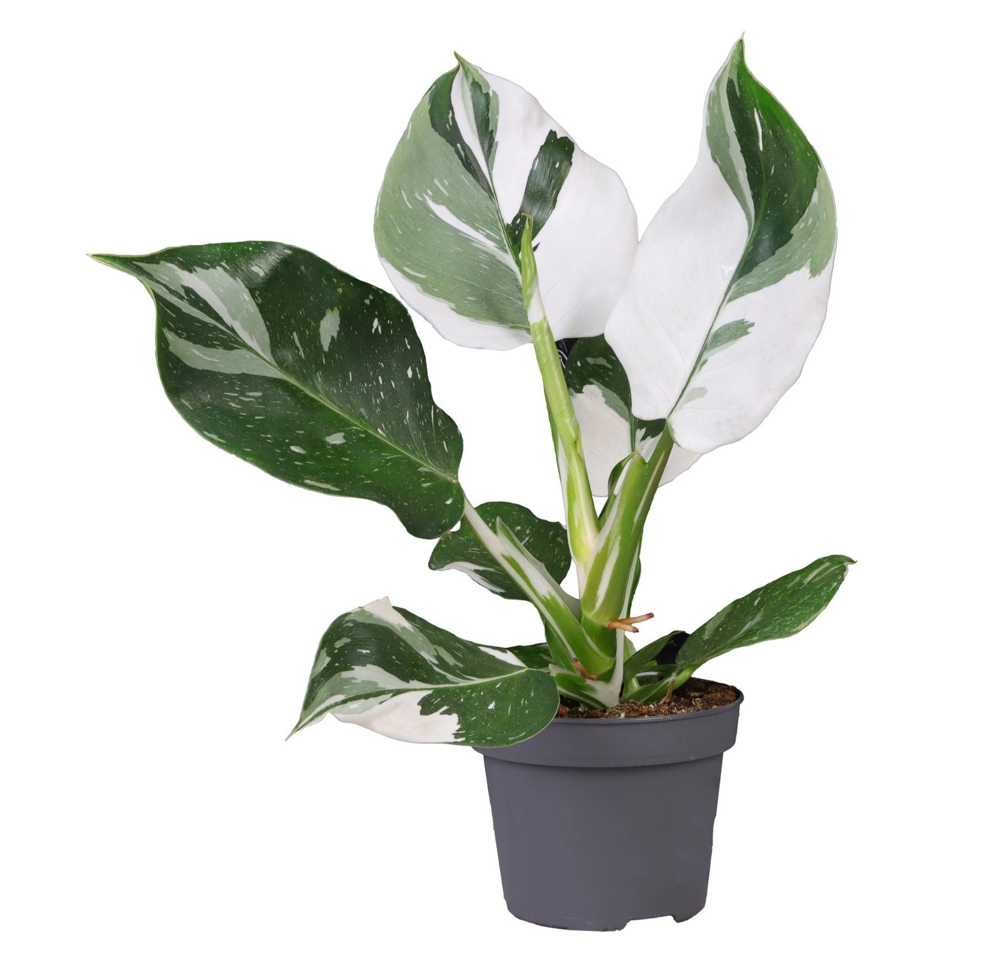 Philodendron Whit...