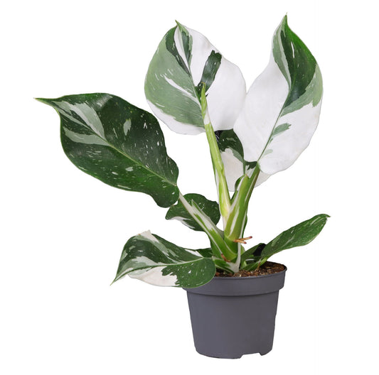 Philodendron White Wizard - Indoor House Plant - نبات داخلي
