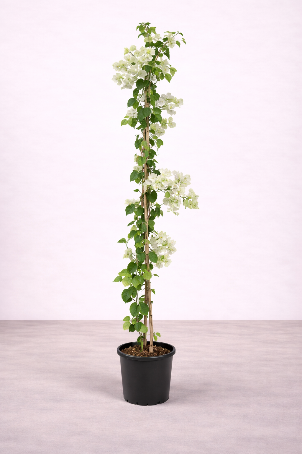 Bougainvillea Creeper Plant – نبات جهنمية متسلق