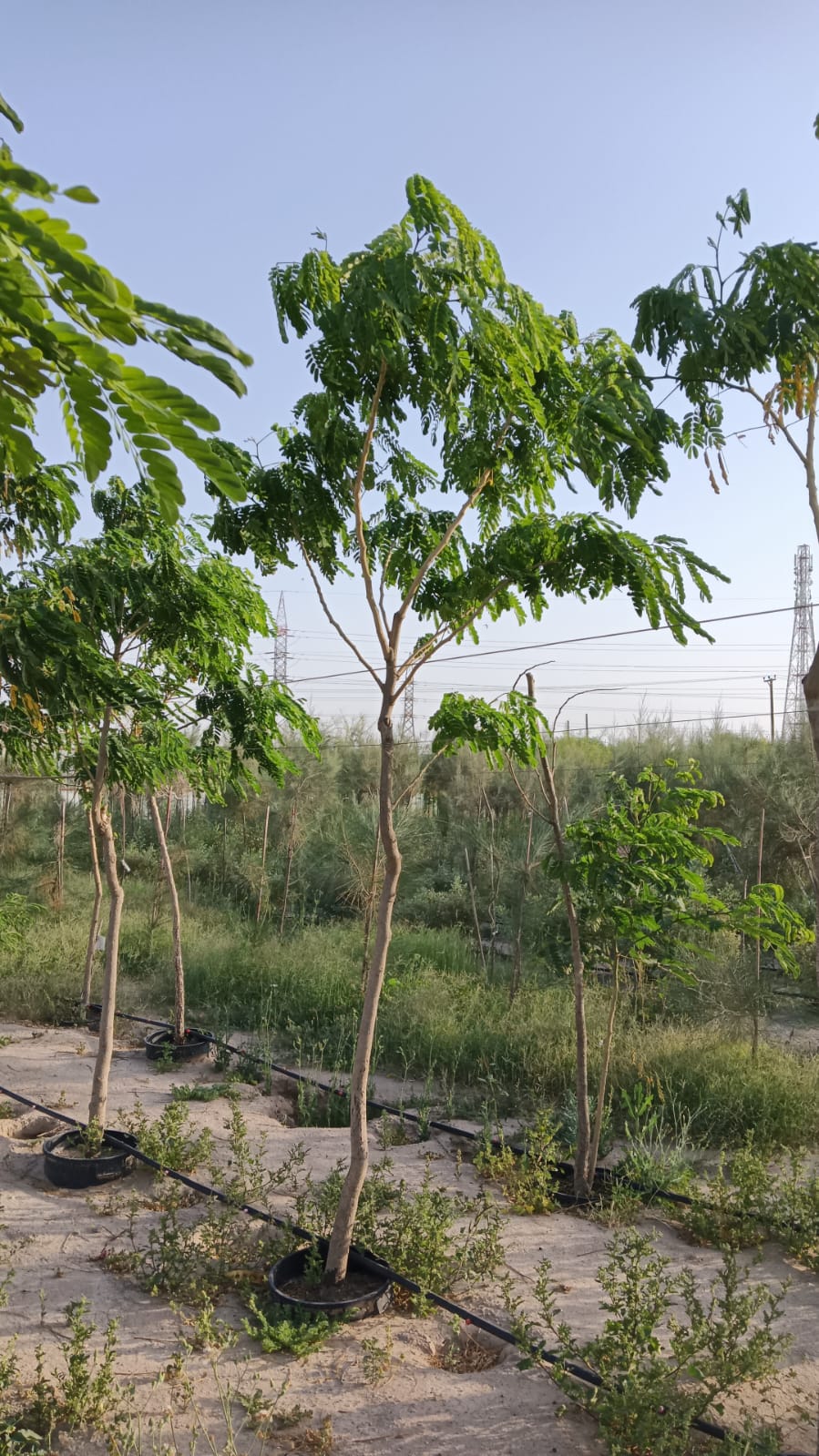 Albezia Lebbeck Tree - شجرة اللبخ