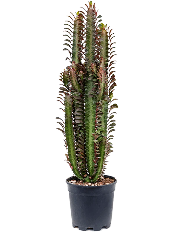 Euphorbia Trigona Cactus Plant - نبات يوفوربيا تريغونا