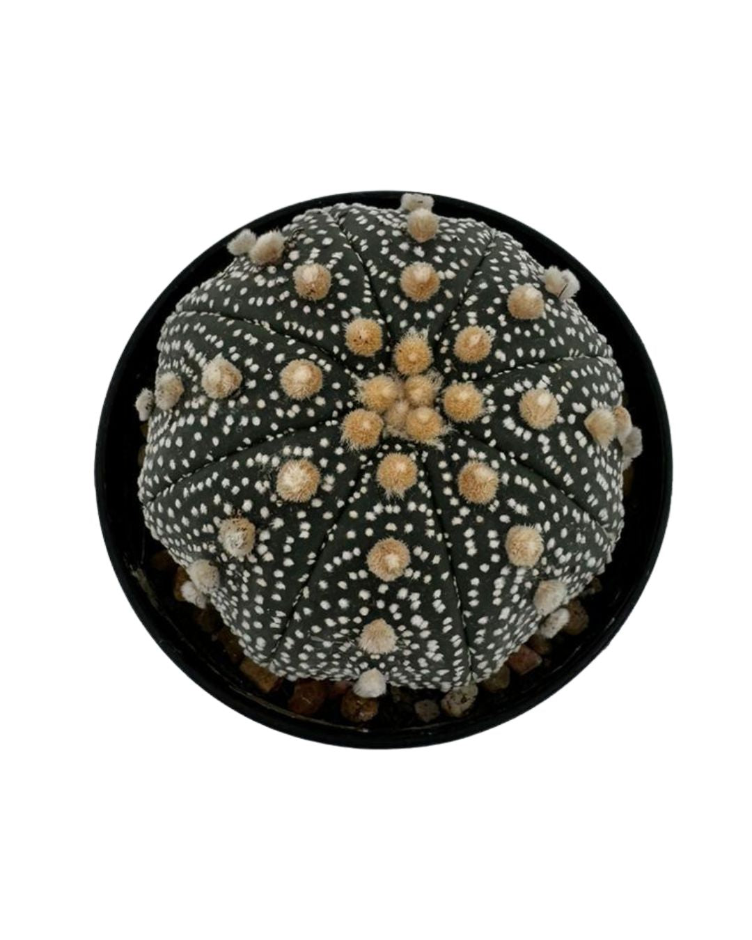 Super Kabuto Cactus - نبات صبّار