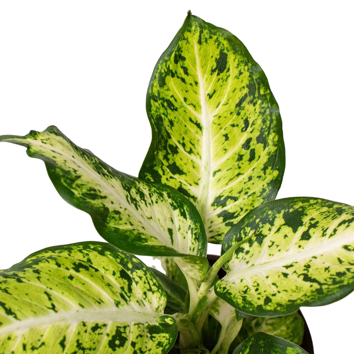 Dieffenbachia Amy - Indoor House Plant - نبات داخلي
