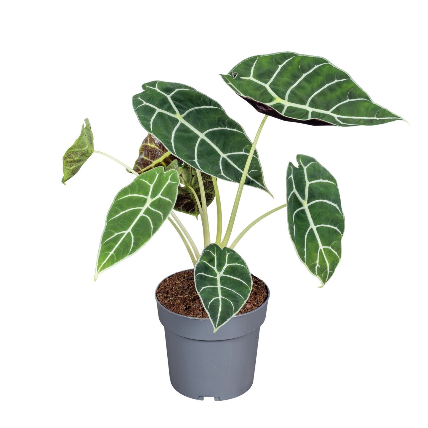 Alocasia Pride Of Corup - Rare Indoor House Plant - نبات داخلي