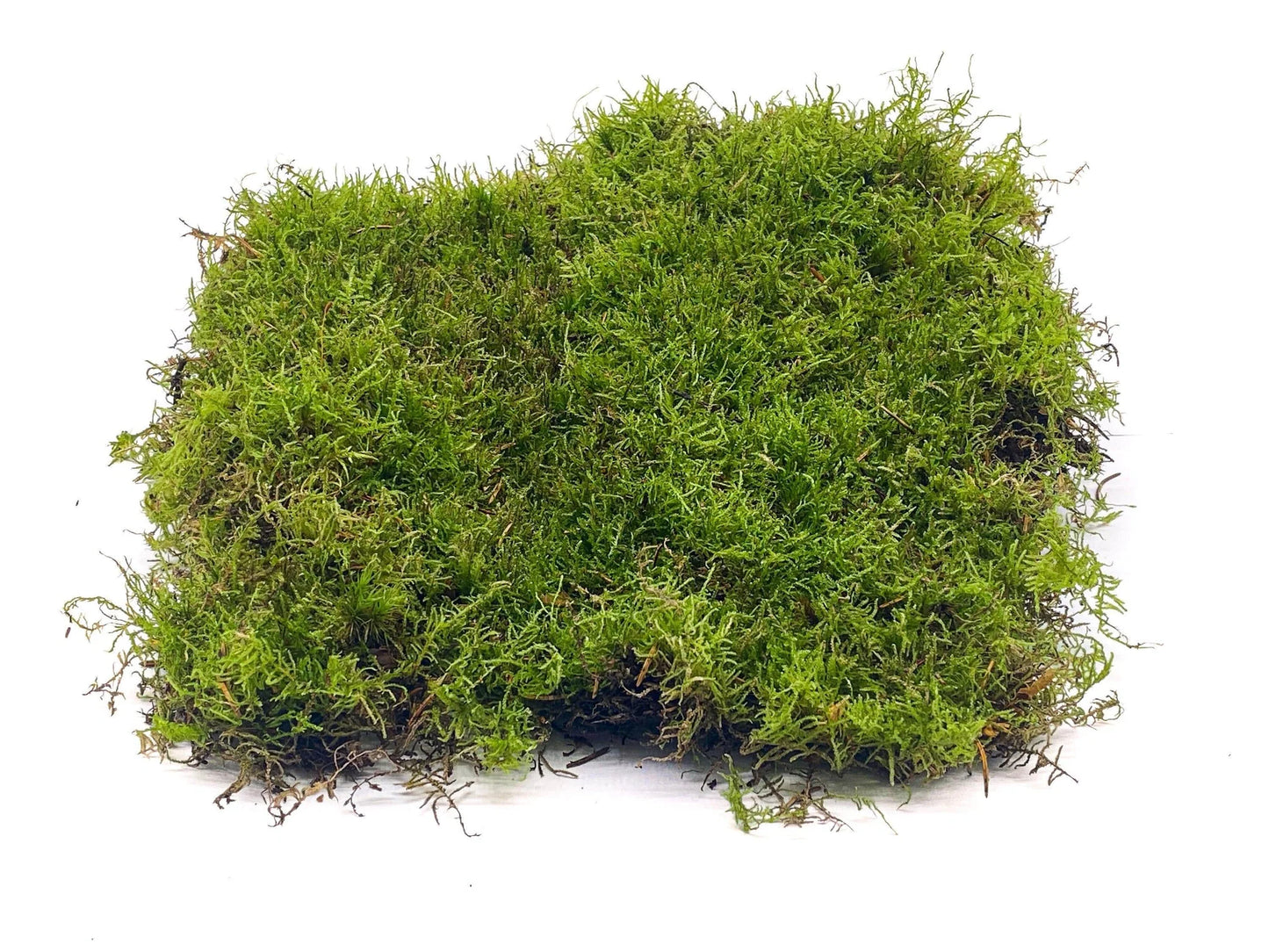 Carpet Moss for Terrarium