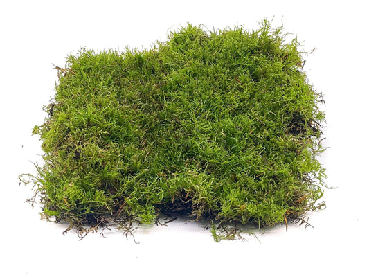 Carpet Moss for Terrarium