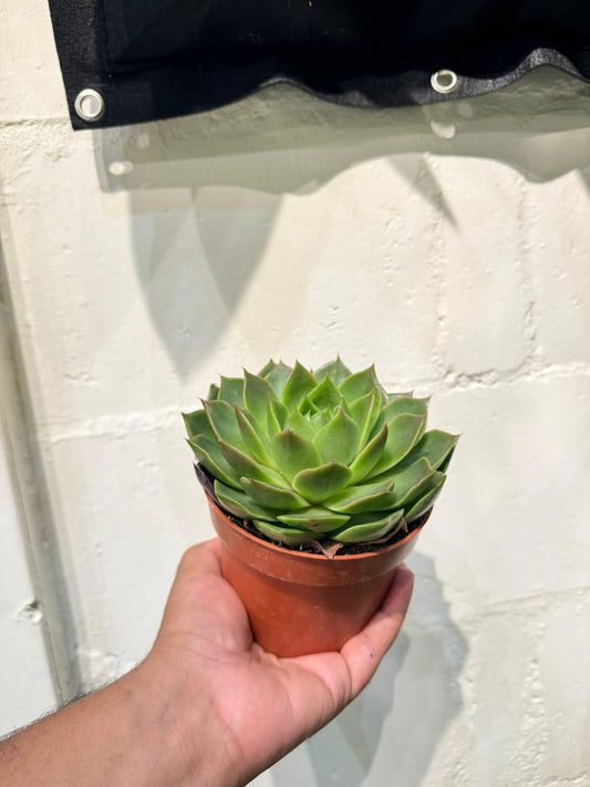 Echeveria Agavoides - Succulent Plant - Indoor House Plant - نبات داخلي