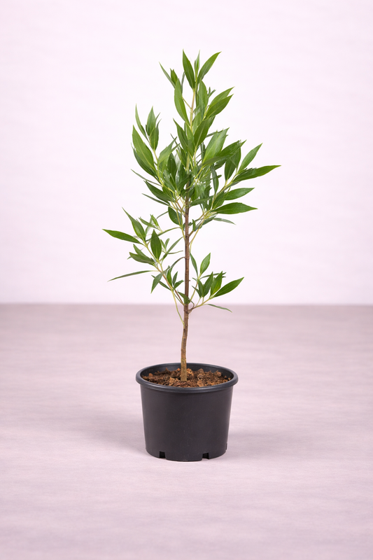 Conocarpus Plant – نبات كونكاربس