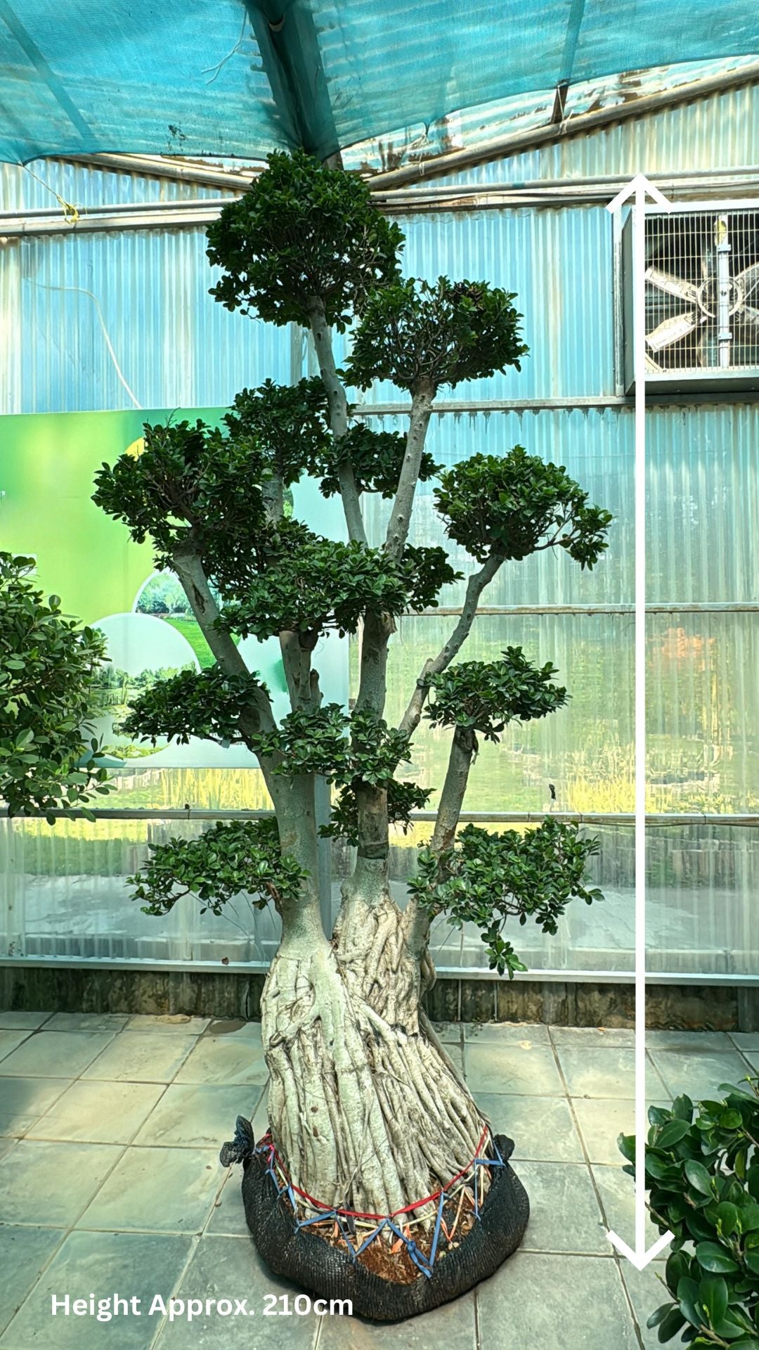 Bonsai Ficus Microcarpa Tree - Indoor Plant - شجرة بونساي