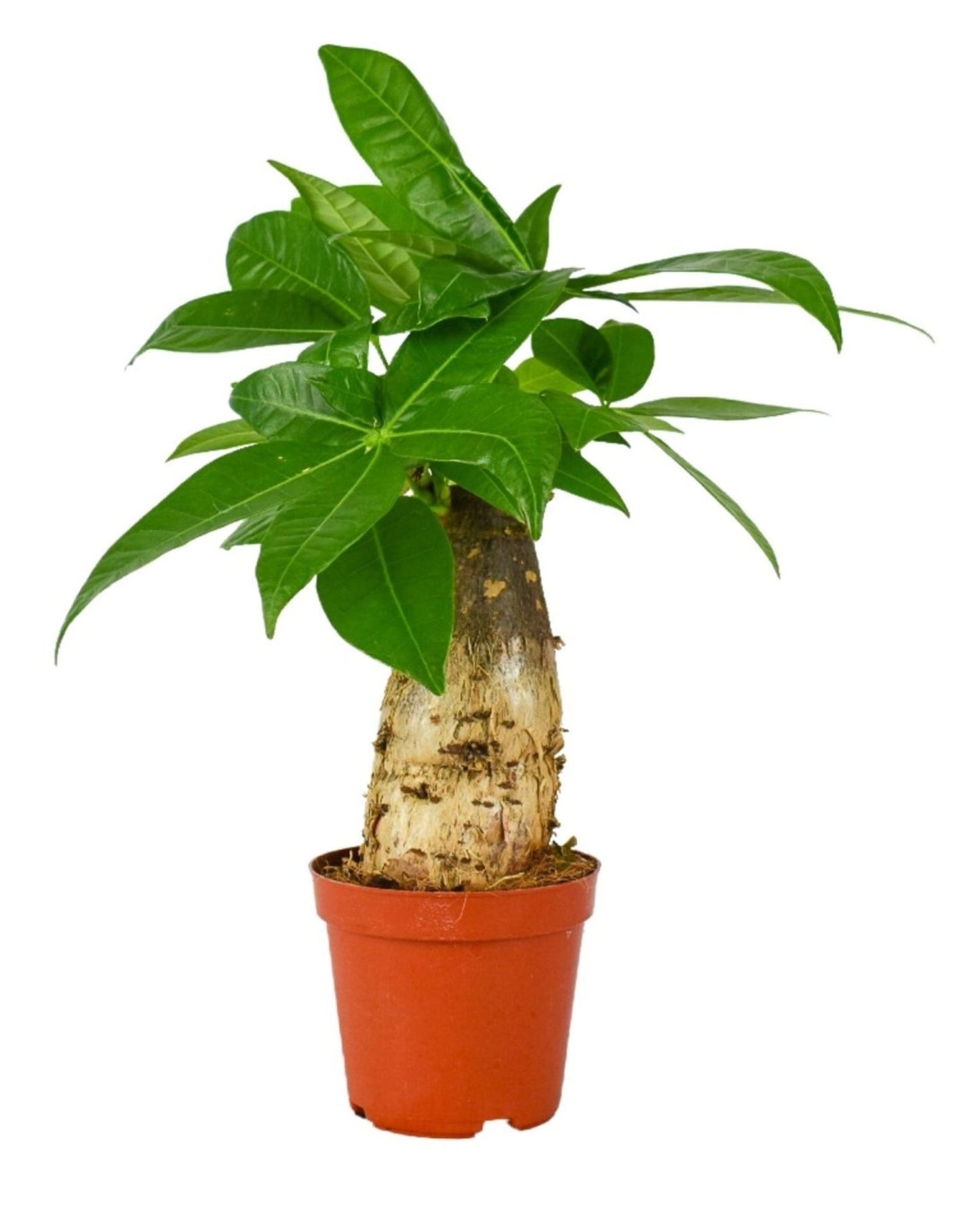 Pachira Aquatica Trunk - Indoor House Plant - نبات داخلي