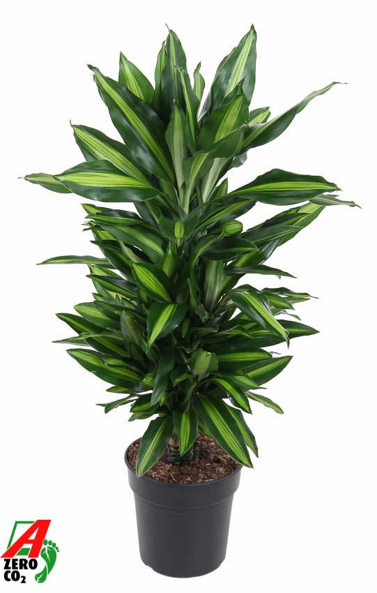 Dracaena Cintho Branched - Indoor House Plant - نبات داخلي