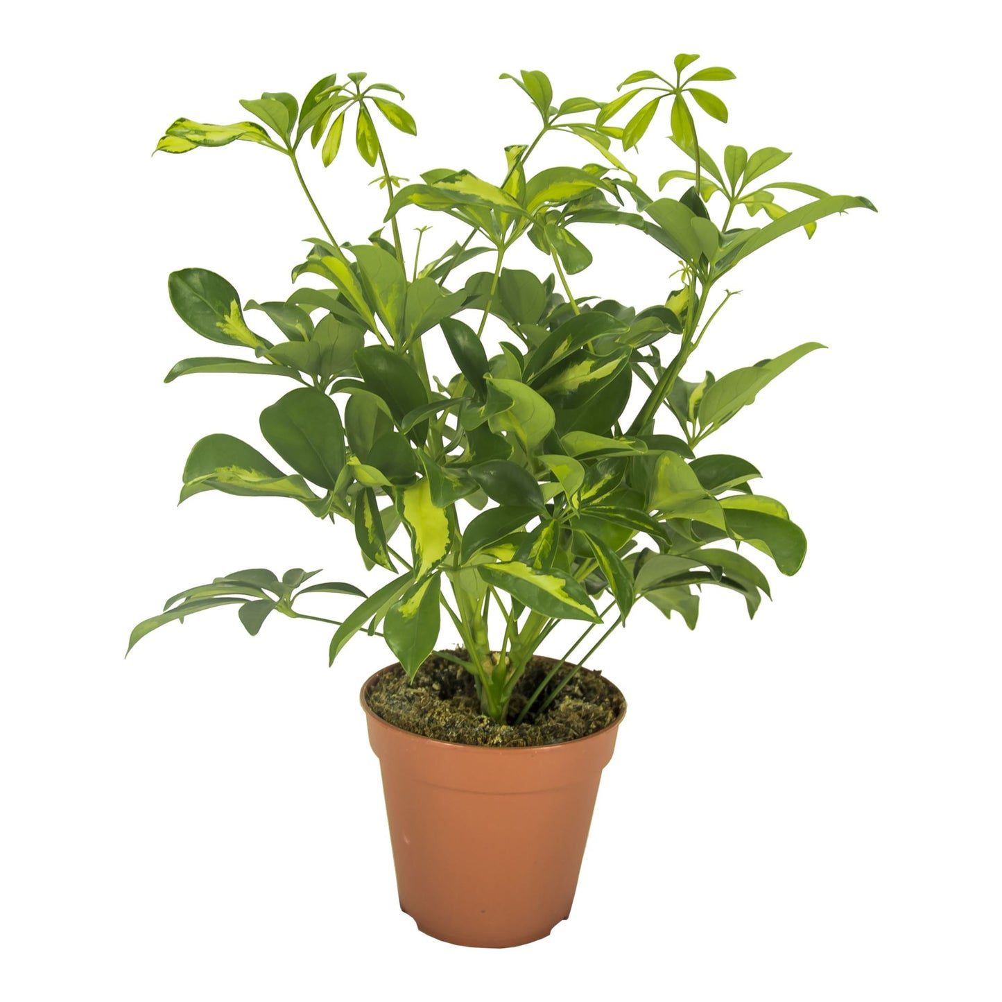 Schefflera Gerda Branched - Indoor House Plant - نبات داخلي