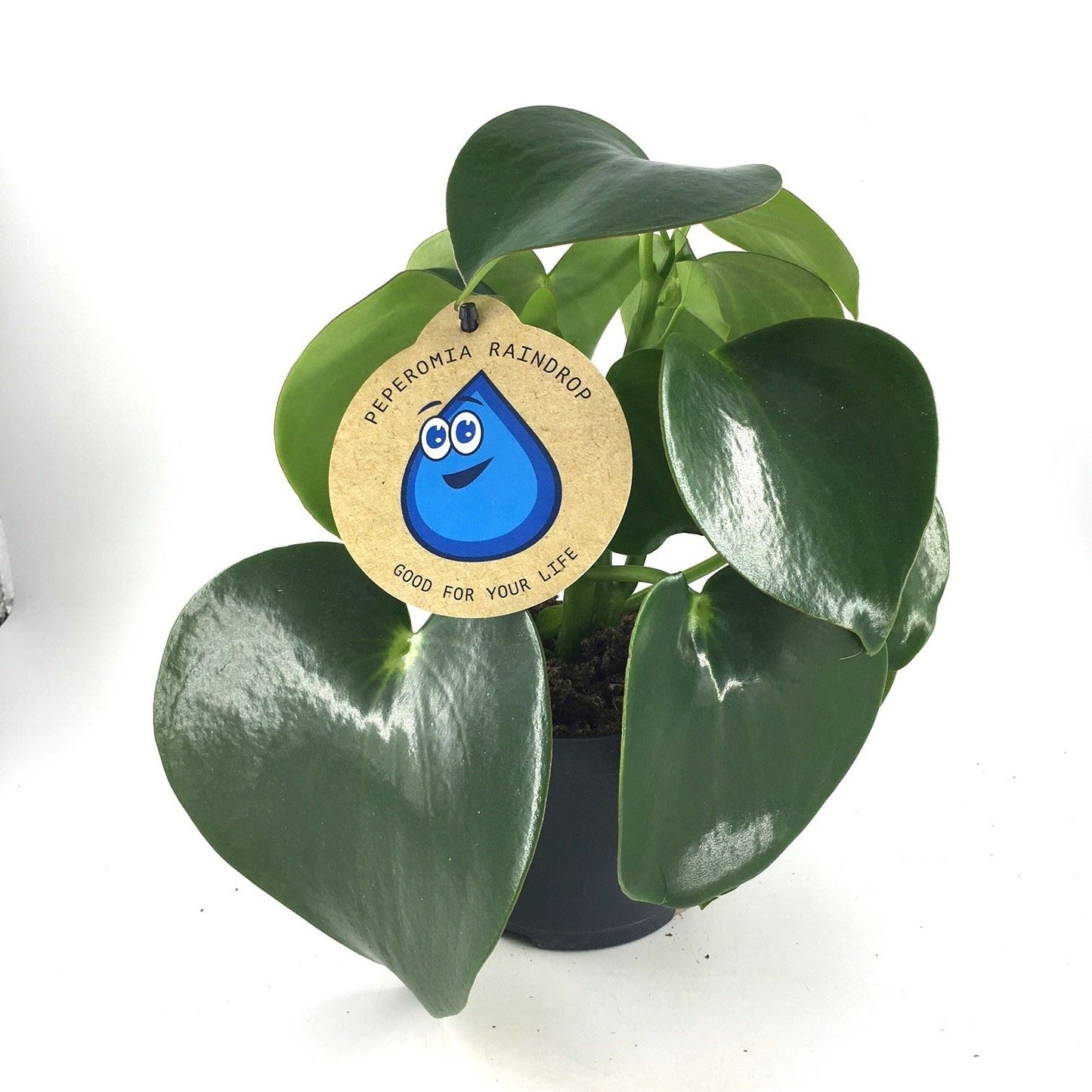 Peperomia Polybotrya Raindrop featuring glossy, teardrop-shaped leaves, displayed indoors.