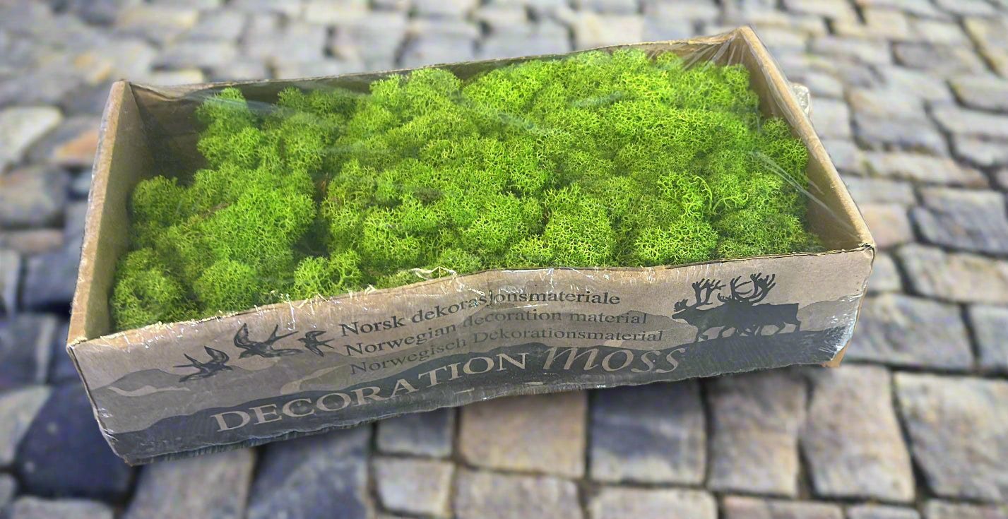 https://plantnpot.com › products › preserved-moss-green-light-color-250g