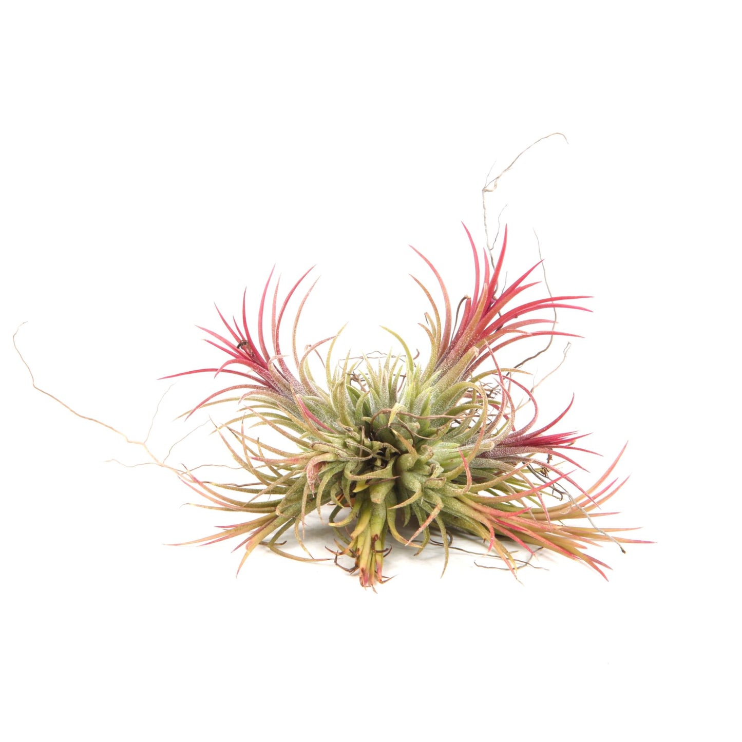 Tillandsia Ionantha Red - Air Plant - Indoor House Plant