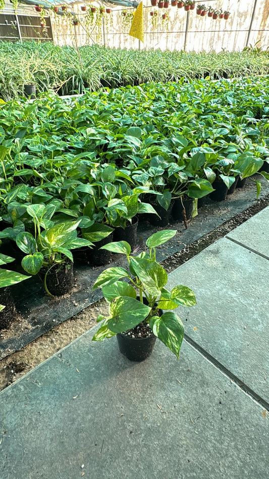 Money Plant (Epipremnum Aureum) with heart-shaped leaves cascading from a hanging basket, displayed indoors.