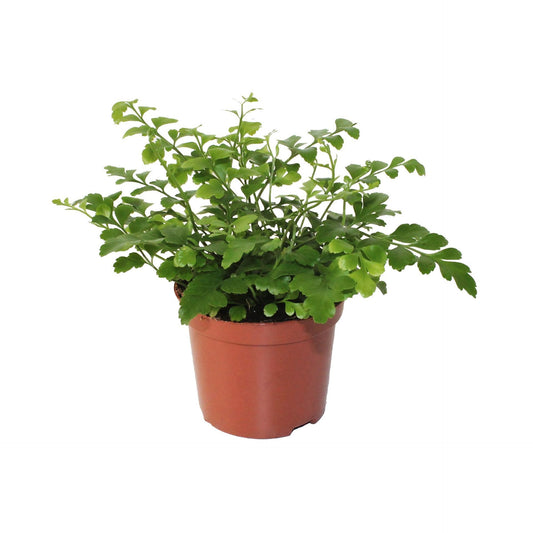 Asplenium Parvati Fern - Indoor House Plant -  نبات داخلي