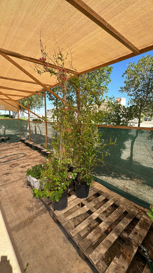 Rangoon Creeper Plant - نبات ياسمين هندي