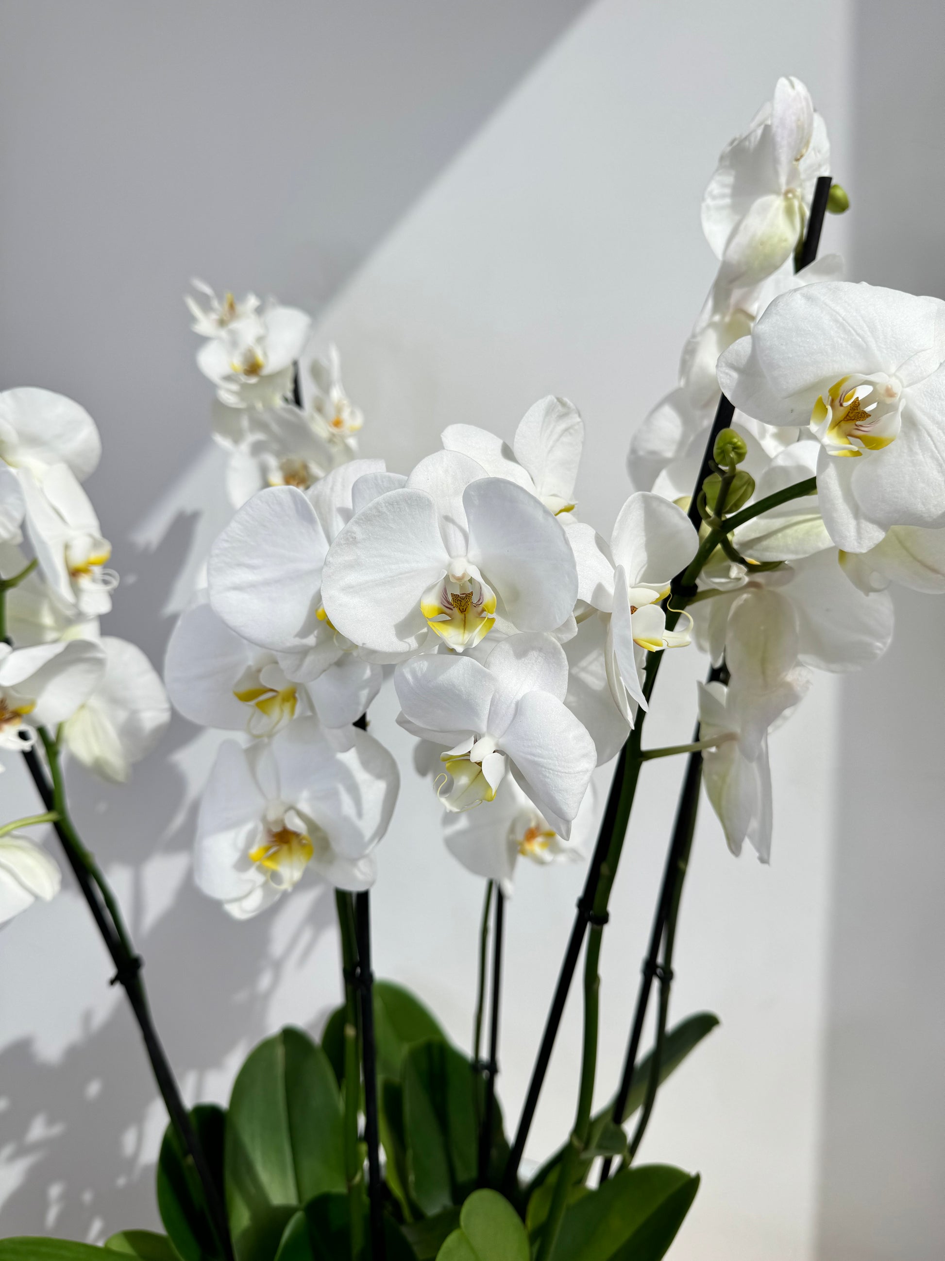 White Orchid Plan...