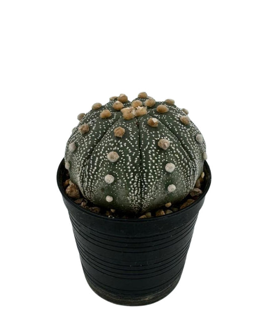 Super Kabuto Cactus - نبات صبّار