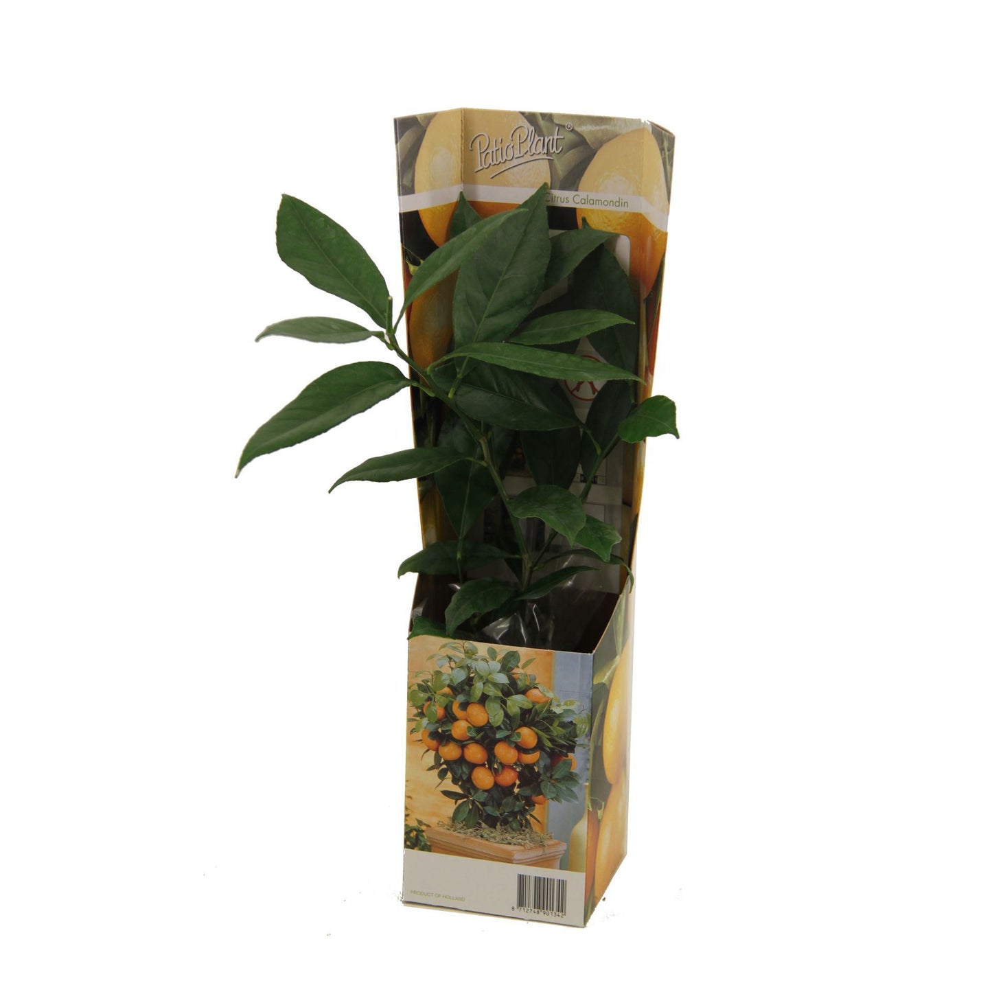 Calamondin Orange Plant – نبتة كالاموندين أورانج (برتقال الزينة)