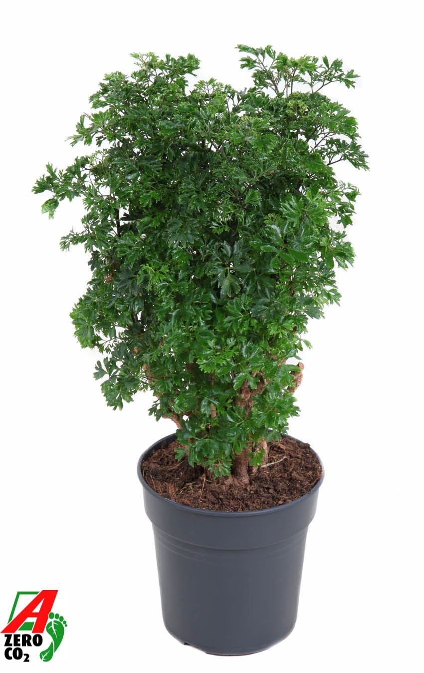 Polyscias Roble Branched - Indoor House Plant - نبات داخلي