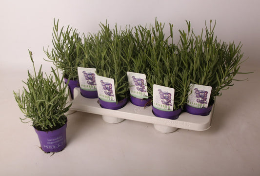 Lavender Plant — Cozy Living Area
