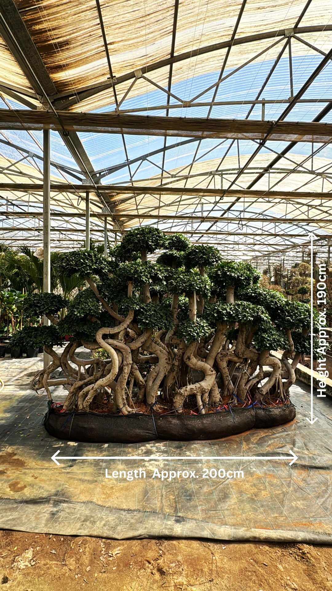 Bonsai Ficus Micr...