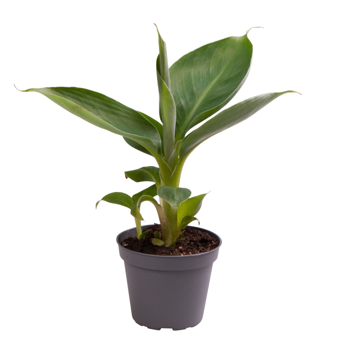 Banana Plant - نبات الموز