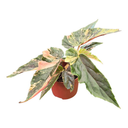Begonia Ginny Galaxy Variegata on a tabletop